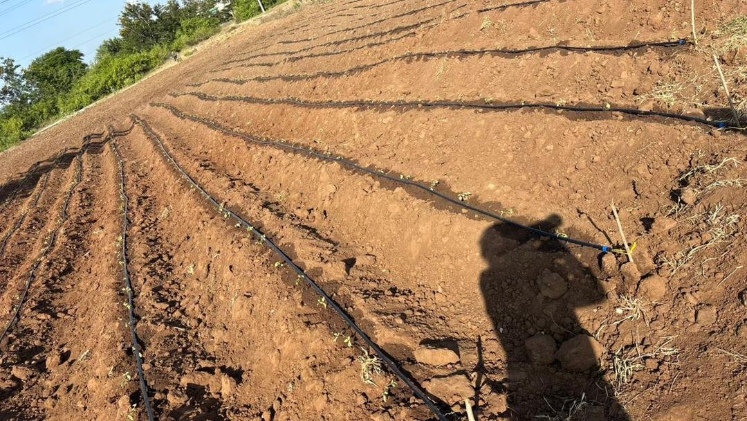 Sustainable Agriculture Initiative - Image 2